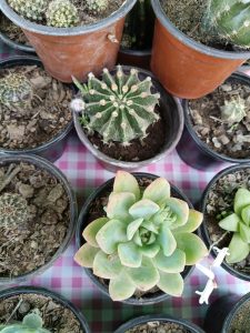 487430816_122145992702548015_2122077304335184952_n