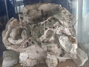 WhatsApp Image 2025-01-29 at 11.07.13 AM (1)